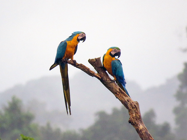 Blue-and-yellow Macaws by Simon Thompson
